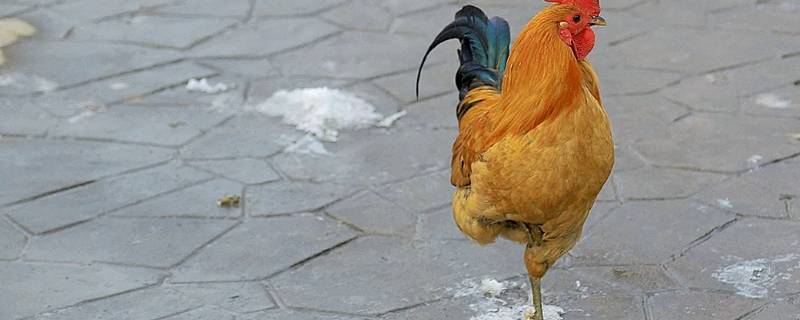 独立打一动物最佳答案 独立动物猜生肖最佳答案