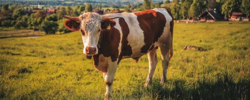 走南闯北三十年打一生肖 走南闯北打一个生肖