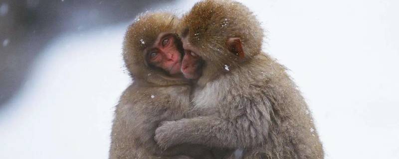 博学通古今打一动物（博学通古今打一动物生肖）