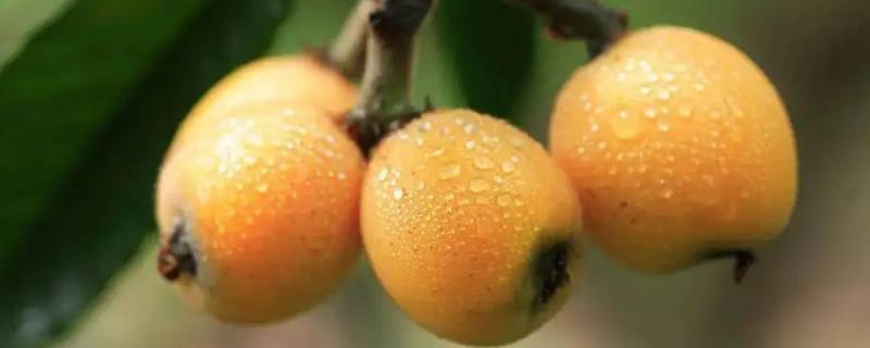 福建莆田枇杷哪里最出名（莆田哪里枇杷最好）