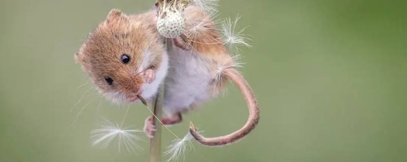 拔树寻根打一生肖（拔树寻根根是什么生肖）