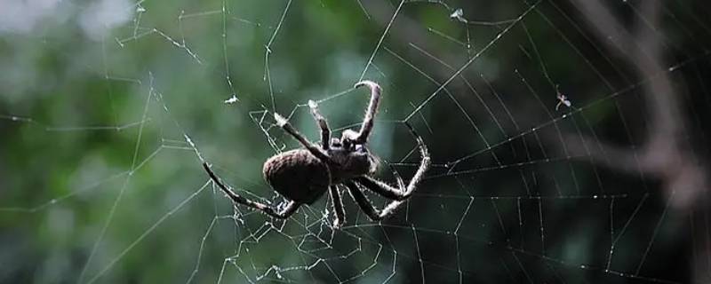 疏而不漏打一动物（一字不漏打一动物）