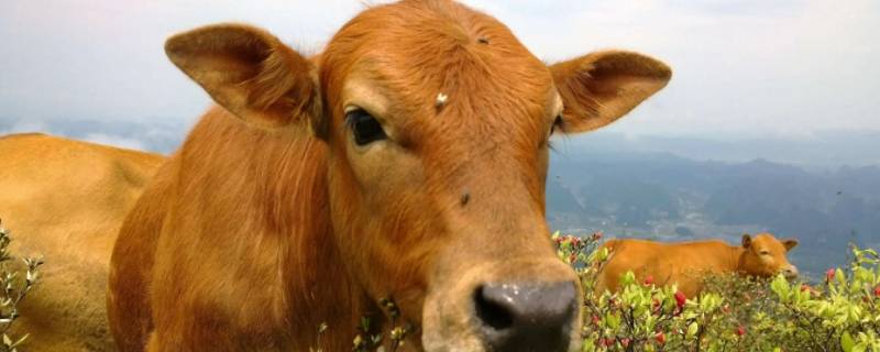 百折不挠打一生肖（百折不挠非同寻常打一生肖）