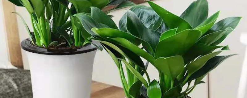 金钻绿萝怎么处理（绿金钻要怎么养）