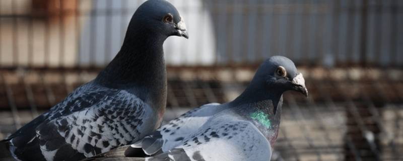 训放信鸽禁忌（训放信鸽禁忌有哪些）