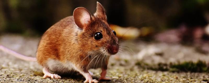 控字打一生肖（制字打一生肖是什么）