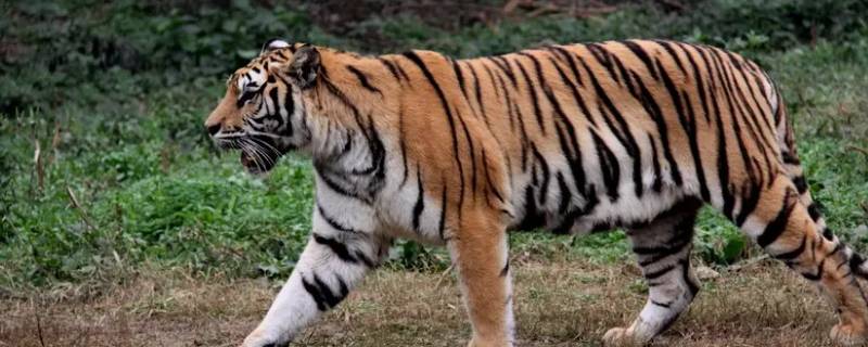 深山丛林是什么生肖（深山野林是什么生肖）