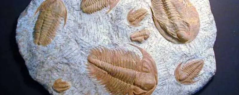 叶肢介化石的特征 叶肢介化石的特征提出问题自己尝试解答