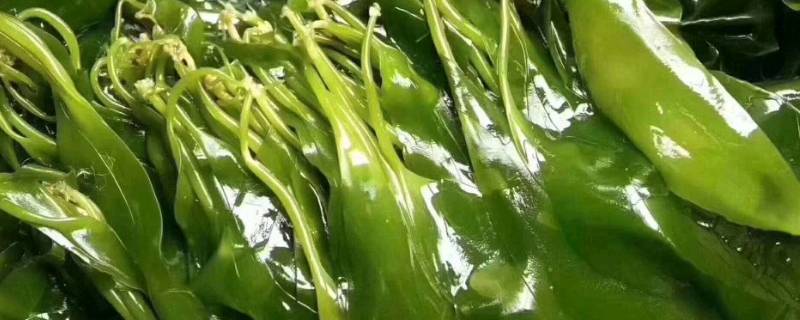 泡好的海带煮多长时间 泡好的海带煮多长时间才能吃