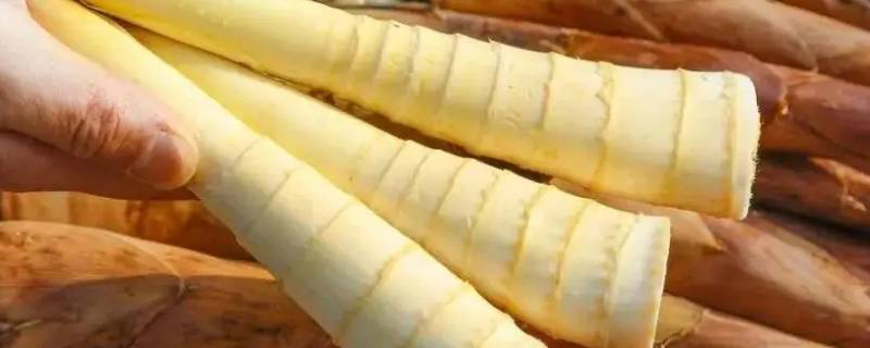 春笋焯水要放盐吗 春笋用盐水泡还要焯水吗