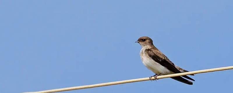 燕归打一生肖 燕归指什么生肖