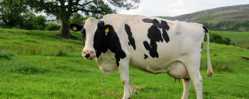 大器晚成打一动物（大器晚成猜一生肖动物）