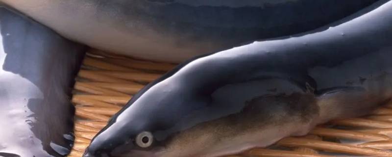 鳗鱼价格是多少钱一斤 鳗鱼多少钱一斤市场价2022