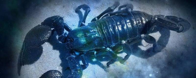 任正非是什么星座（任正非是什么星座这么老）