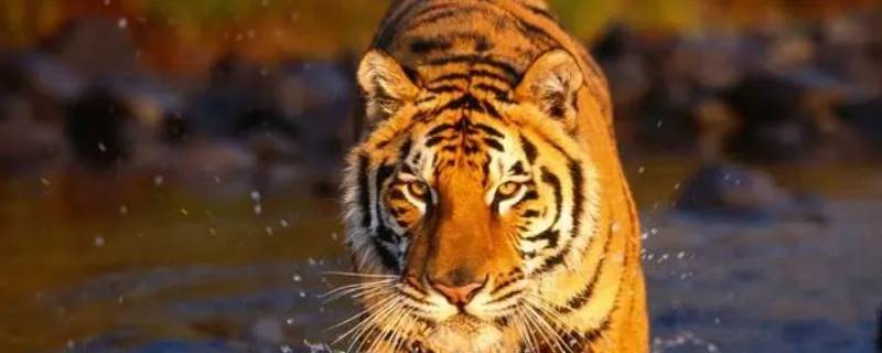 霸气十足打一生肖 霸气十足什么生肖