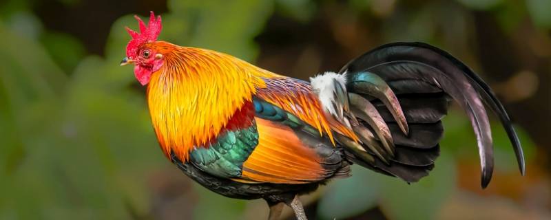 言而有信打一动物（言而有信指什么动物）