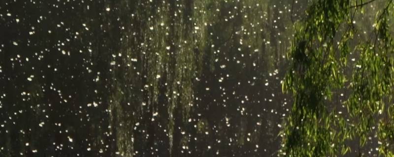 飞絮的主要成分 飞絮化学成分