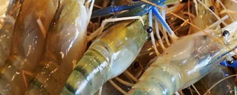 罗氏虾多少钱一斤（淡水罗氏虾多少钱一斤）