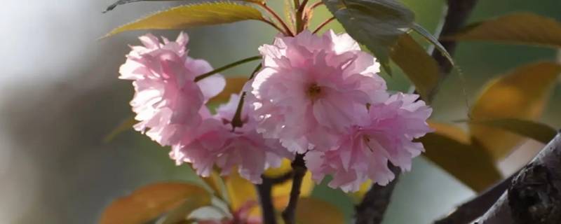 晚樱的含义（晚樱的意思）