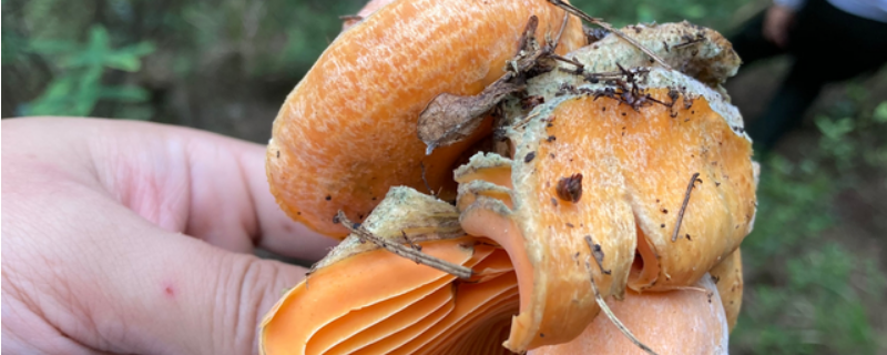 新鲜红松菌的做法（新鲜红松菌的做法与吃法）