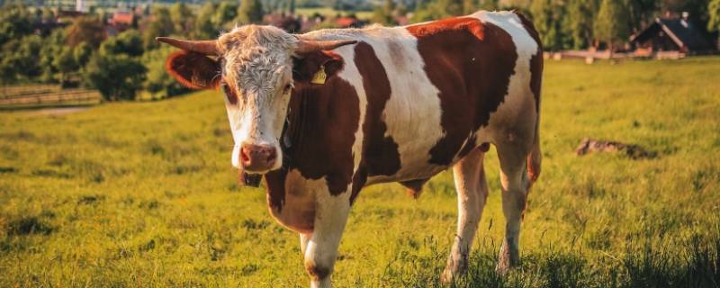 牛跑狗追牧童喜打一生肖 牛跑狗追牧童喜打一生肖丶