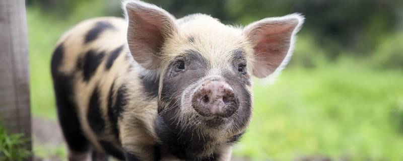 全部猪的菜名（全部猪的菜名大全）