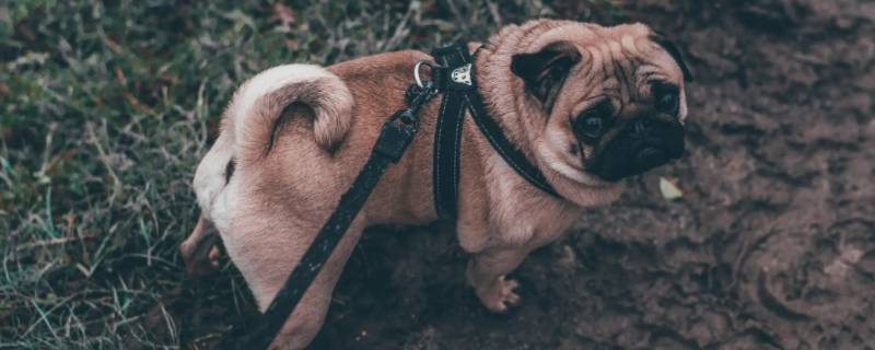 洋洋自得打一生肖（洋洋得意打一生肖）