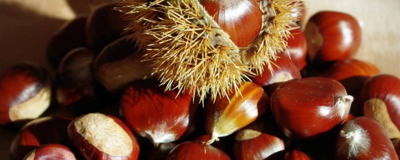 8月份板栗熟了吗 八月板栗熟了吗