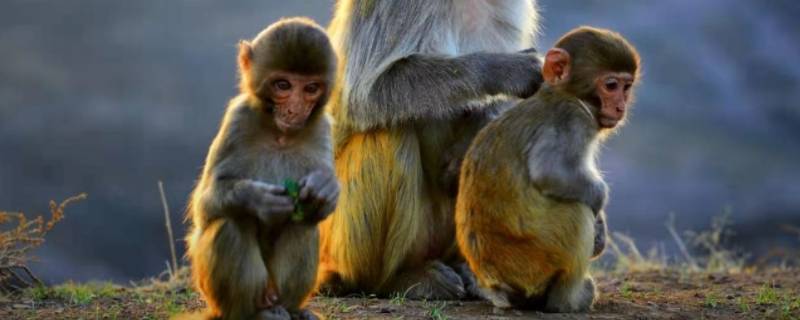 落草为寇打一生肖 落草为寇打一生肖成语