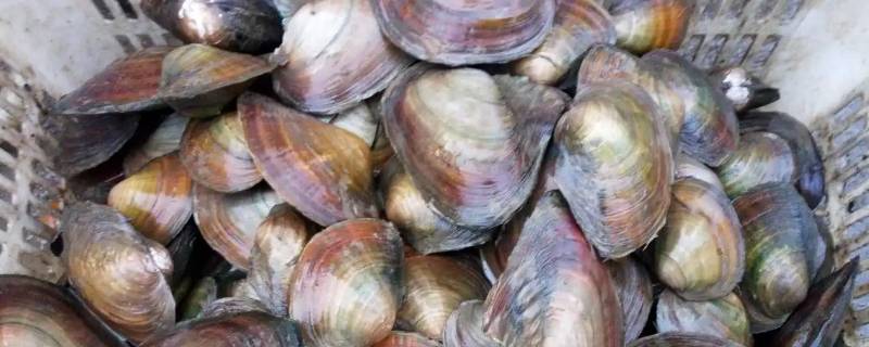 河蚌越煮越硬（河蚌越煮越硬怎么回事）