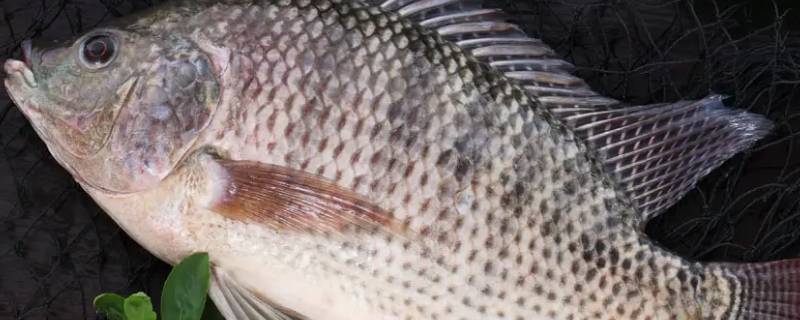 罗非鱼多少钱一斤市场价2022（罗非鱼多少钱一斤市场价2020）