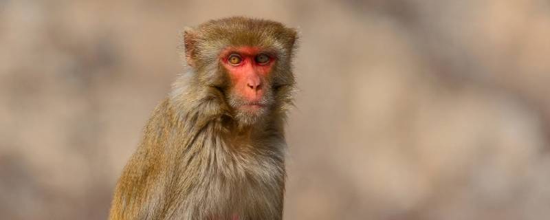 右拐前行打一动物（右拐前行猜一生肖）