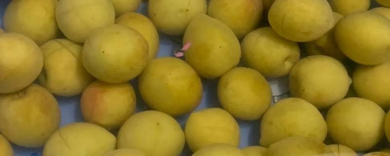 李子柒青梅做法（李子柒腌制青梅）