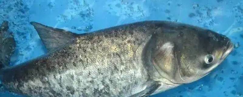 花鲢多少钱一斤 无锡花鲢多少钱一斤