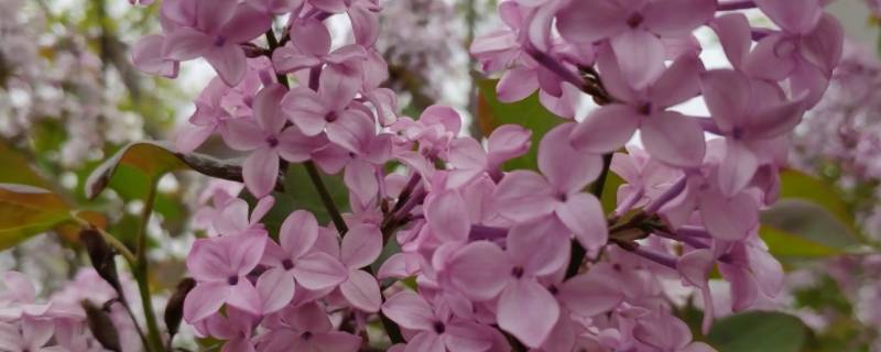 五瓣丁香花的深层含义（五瓣丁香的深层含义是什么）