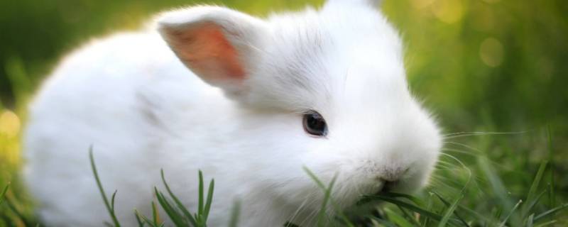 成双成对打一生肖（成双成对的打一生肖）