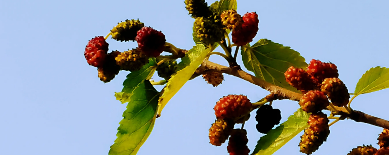 桑葚对眼睛有好处吗（桑葚对眼睛好么）