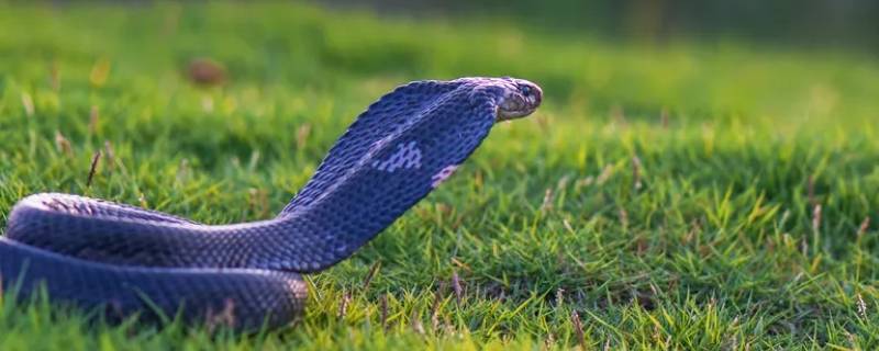 马前泼水打一生肖 马前泼水打一生肖是特马