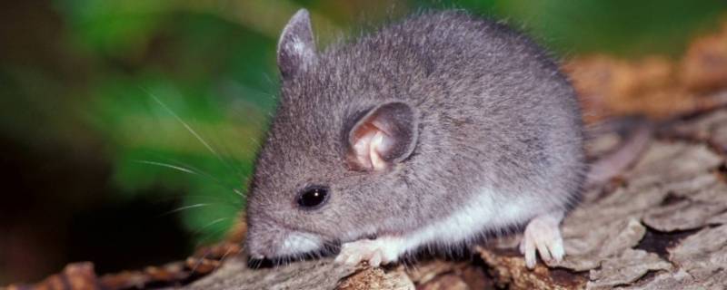 夜不能寐打一生肖（夜不能寐打一坐肖）