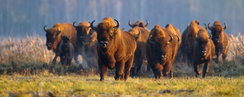 水泥打一生肖（水泥是特猜一生肖）