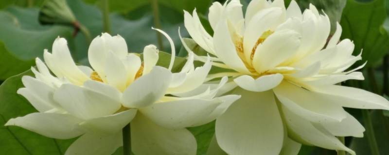 纯洁美丽的荷花观音 荷花 观音