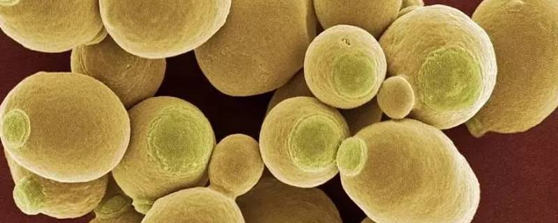 酵母计数为什么不用稀释涂布 酵母涂板稀释浓度