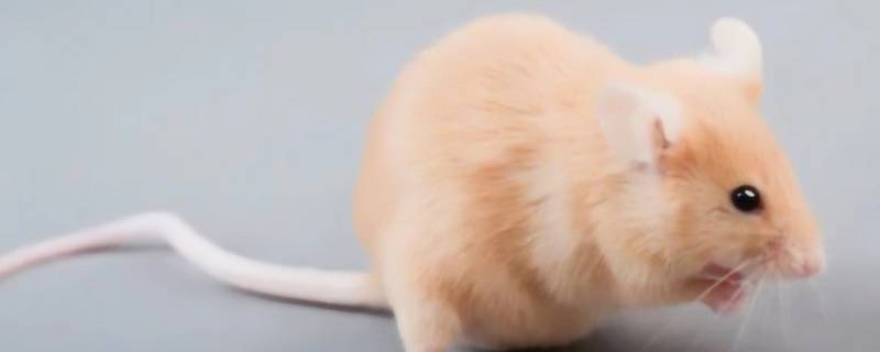 男人当家打一生肖（男人当家打一生肖是什么动物）