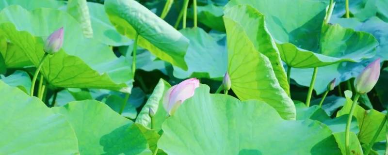 夏季是几月到几月（北半球夏季是几月到几月）