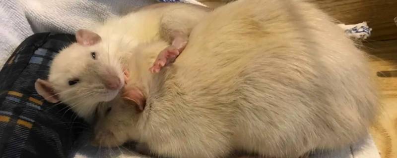 夜静蟋蟀声清晰猜一生肖（夜深人静蟋蟀叫不停）