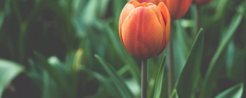 喜欢花的男人是什么性格 喜欢栽花的男人是什么性格