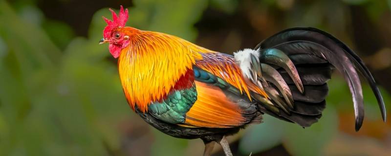 疏而不漏打一生肖 疏而不漏指什么生肖