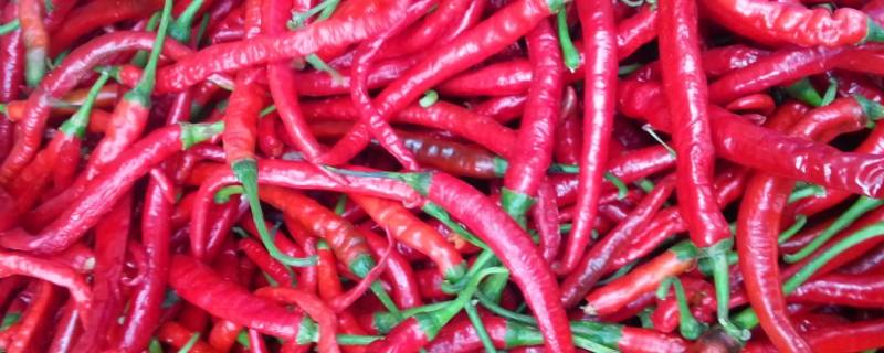 鱼泡椒是什么辣椒 鱼泡椒是什么辣椒做的