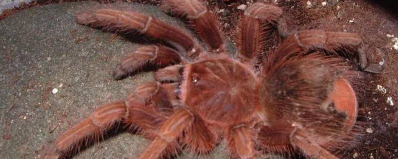 世界上最大的蜘蛛王（世界上最大的蜘蛛王介绍）