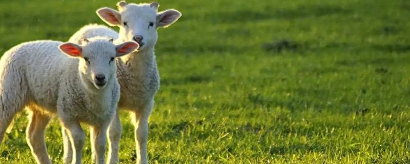 秋风习习打一生肖（秋风打一生肖是什么）